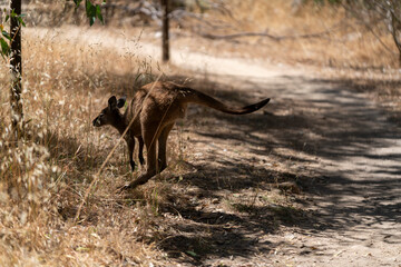 Wild Kangaroos Resting and Moving Through Dry Australian Bushland
