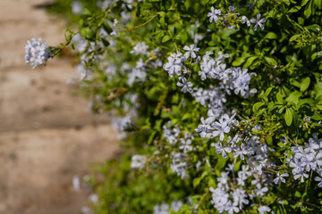 Blue flowers of plumbago plant