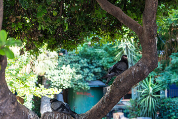 Park in Athens with dove birds on the tree