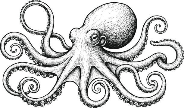 Vintage hand drawn octopus engraving style vector illustration with detailed tentacles and ink hatching for nautical marine seafood restaurant branding logo design