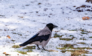 Cute crow in the winter park