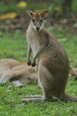 An agile wallaby is sitting on the grass looking at the camera