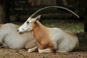 an oryx was lying on the ground