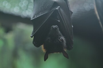 portrait of a hanging pteropus vampyrus