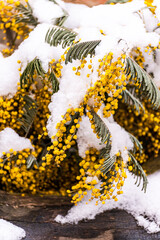 Fresh yellow mimosa flowers under the snow