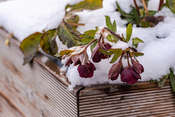 Purple Hellebore flowers under the snow