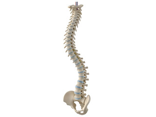 Obraz premium Anatomical Human Spine Model: Vertebral Column & Pelvis Representation on white background Isolated on Transparent Background