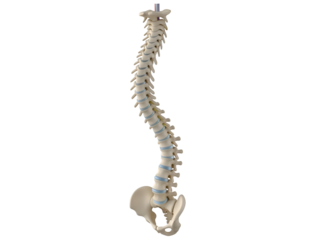 Anatomical Human Spine Model: Vertebral Column & Pelvis Representation on white background Isolated on Transparent Background