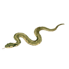 Fototapeta premium Watercolor-style snake illustration／蛇