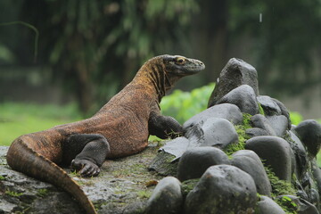 a komodo dragon wandering on the rocks while looking around