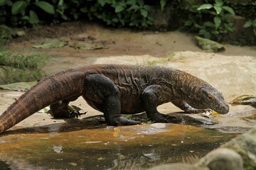 A Komodo dragon wanders around the edge of the pool while looking around