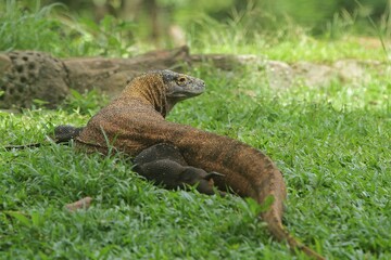 a komodo dragon wandering in the grass while looking around