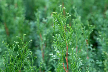 Closeup of young Emerald Green variety of Arborvitae plants, as a nature texture and pattern...