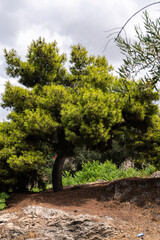 Pine tree in the ancient ruins in Athens