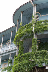 Traditional wooden balconies covered with ivy