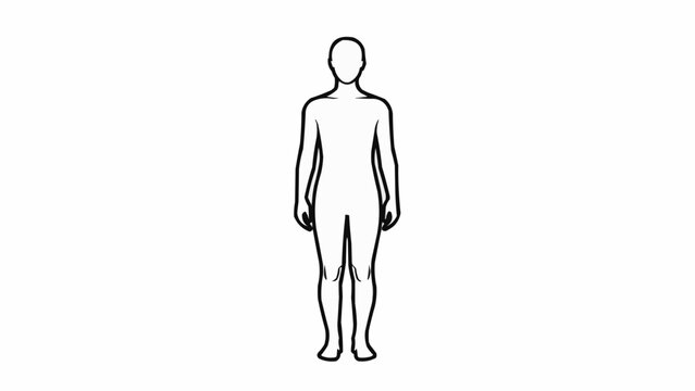 Outline of a human body standing straight on a white background.