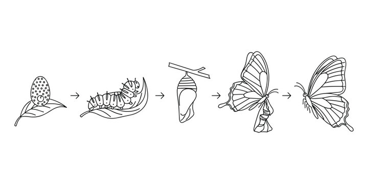 Butterfly life cycle showing stages from egg to caterpillar and cocoon vector
