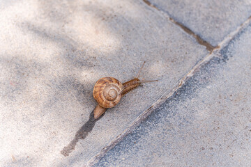 Cute tiny snail with shell on the path