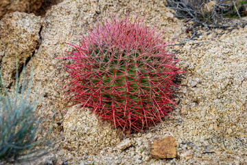 Fototapeta premium Scenic Joshua Tree National Park Sunset with Barrel Cactus