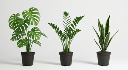 Obraz premium Monstera, ZZ Plant & Snake Plant Trio – Popular Indoor Houseplants for Modern Homes