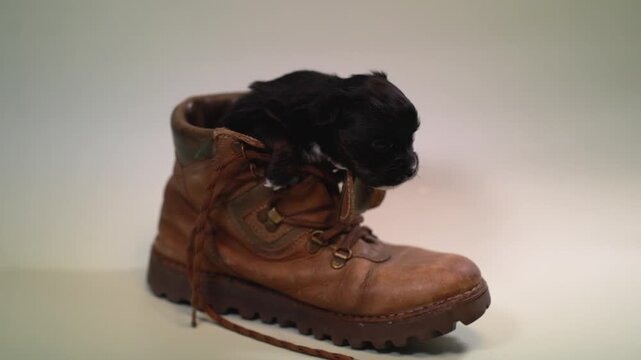 Black Chihuahua puppy sitting inside a leather shoe, tiny dog exploring object, cute studio scene with soft light