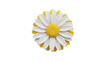 Close-up of a Daisy with White and Yellow Petals