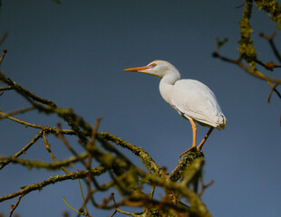 Aves, naturaleza, Colombia, birdwatching