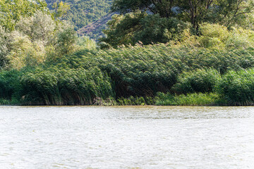 Aquatic plants on the bank of river