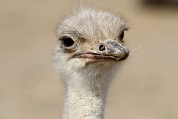 Common Ostrich Close Up Portrait Showing Face Details &mdash; Observant Ostrich