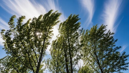 Trees in motion with wind against a dynamic sky creating sense of energy outdoors