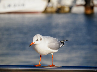 Obraz premium 冬の神戸メリケンパークに集まるかもめ