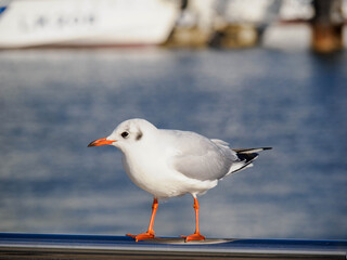 冬の神戸メリケンパークに集まるかもめ