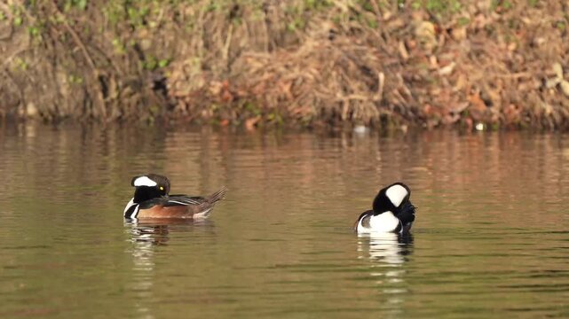Hooded Merganser in early morning lake