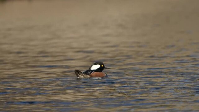 Hooded Merganser in early morning lake