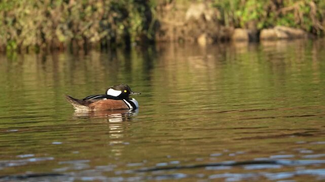 Hooded Merganser in early morning lake