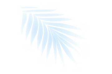 Palm leaf shadow creating an elegant, soft visual effect. Tropical nature element perfect for overlays on product mockups and marketing