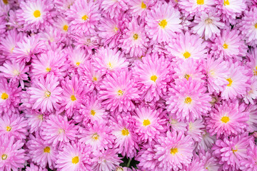Closeup of a cultivated chrysanthemum plant dense with pink flowers blooming, symbol of happiness & joy, longevity & good fortune, friendship & fidelity, resilience
