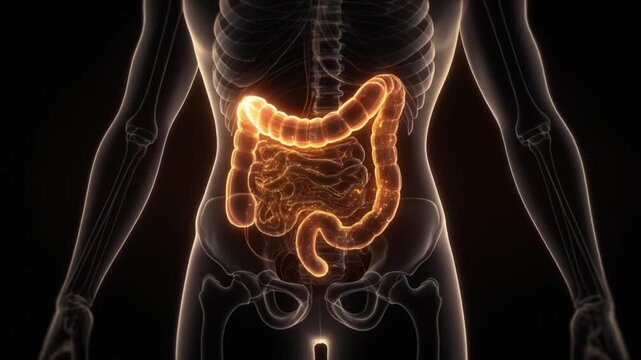 Anatomical illustration highlighting bright orange colon and coiled intestines within abdomen tight