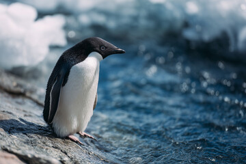 Fototapeta premium Penguin standing near flowing water in a natural habitat, wildlife and cold climate nature concept
