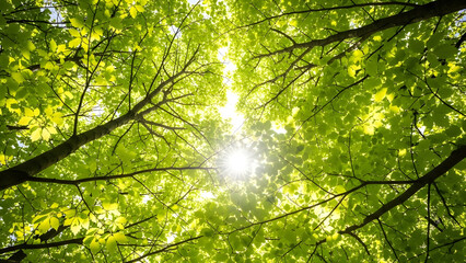 Sunlight filters through vibrant green leaves overhead, creating a dazzling canopy in a serene forest