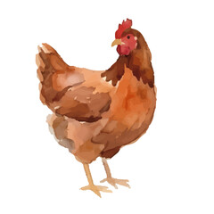 Watercolor-style chicken illustration／鶏