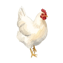 Watercolor-style chicken illustration／鶏