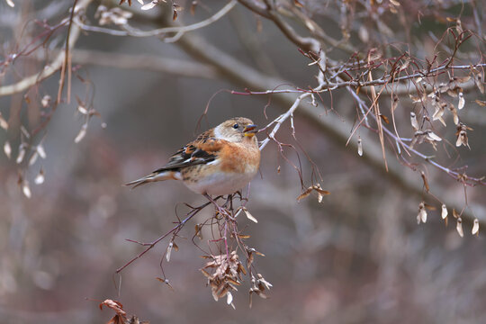 Brambling eating key fruits of mapple