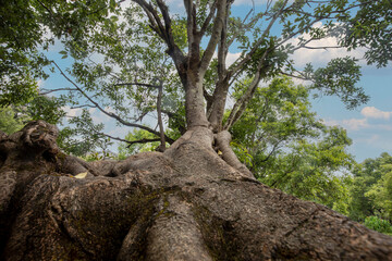 Fototapeta premium Ancient tree trunk and roots rising toward leafy canopy in fores