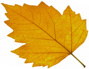 Feuille d&rsquo;automne 