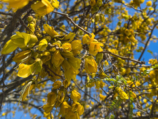 New Zealand Kōwhai tree flowers, close-up, viewed from below, with blue sky background. Species known as Weeping Kowhai or Short-leafed Kowhai.