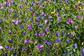 Echium plantagineum or purple viper's-bugloss. Has medicinal uses, but is toxic in larger quantities, especially to grazing livestock. Widely considered a noxious weed. At Auckland Botanic Gardens.