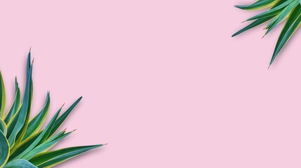 Minimal tropical background with green agave leaves on a soft pink pastel backdrop.