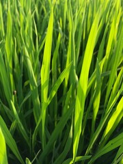 Fototapeta premium A close-up view of green paddy plants in a paddy field