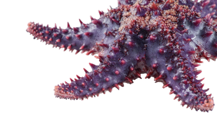 Purple spiny starfish marine invertebrate macro closeup with textured surface underwater wildlife photography isolated on white background